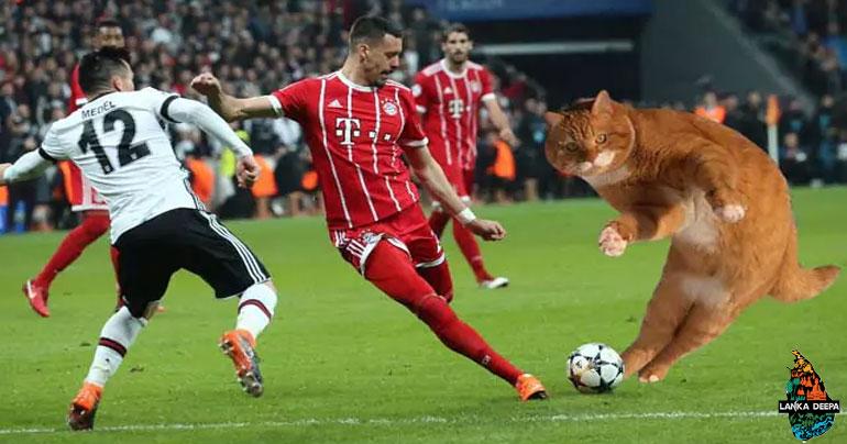 Pitch-Invading Cat Interrupts Football Game, Voted Man Of The Match
