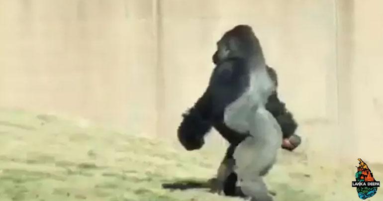 Gorilla Filmed Walking Like A Human. Zoo Officials Explain Why He Does It
