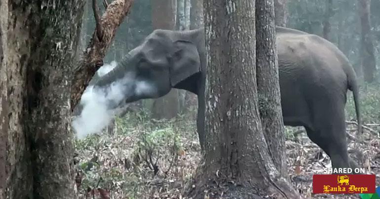 Watch: Karnataka Elephant Filmed 'Smoking'. What It Was Actually Doing