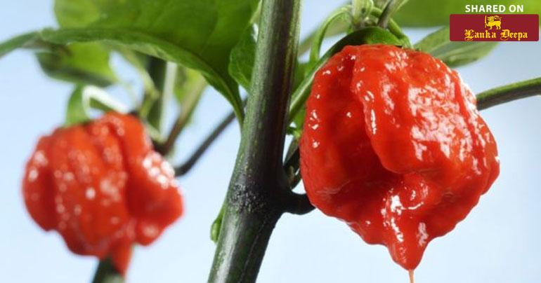 The 34-year-old man had eaten one Carolina Reaper chilli in the contest in New York State.