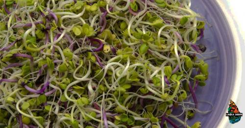 The Raw Sprouts You Love Are Now Safer To Eat