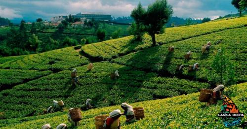 Sri Lanka Tea prices show gains in Nov 2017