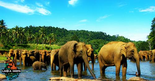Enjoy a day trip to the famous Elephant Orphanage of Pinnawala