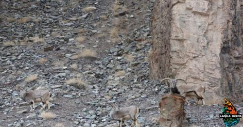 8 Out Of 10 People Can’t Spot The Snow Leopard, Can You?