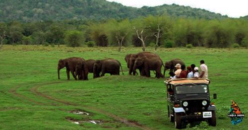 Sri Lanka's Best Wildlife National Parks