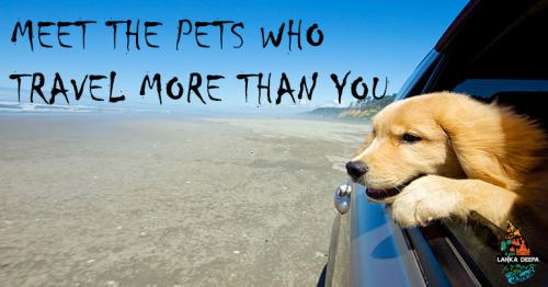 Meet 5 pets who travel way more than you