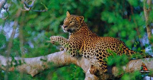 12 Amazing Wild Animals Found in Sri Lanka Island