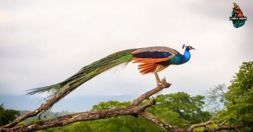 Bird Watching Tours in Sri Lanka 