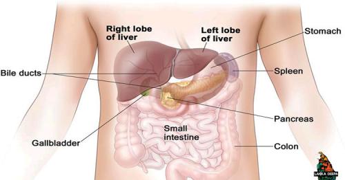 How To Perform A Safe Liver & Gallbladder Bile Flush