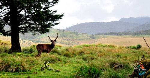 Horton Plains National Park - The Main Tourist Attraction in Sri Lanka 