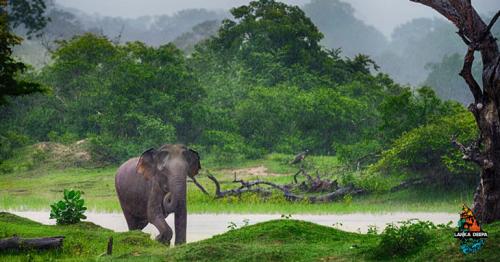 9 Of The Best Things To Do In Sri Lanka