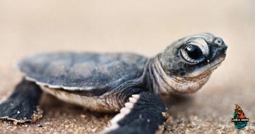 The Conservation Of Native Sri Lankan Turtles