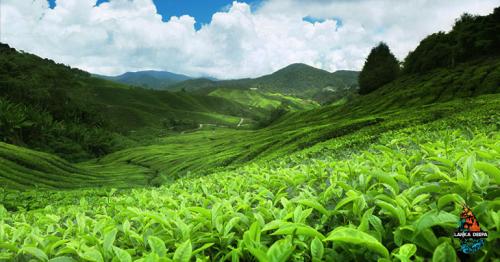 Impressive Green Tea Hills Of Nuwara Eliya, Sri Lanka