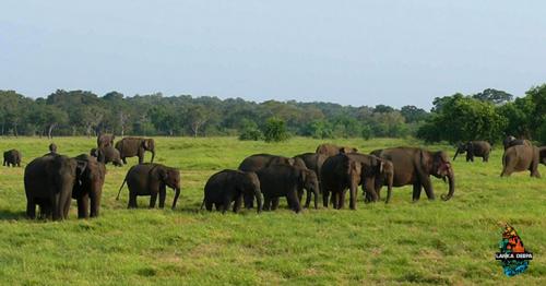Visit Lunugamwehera National Park, Sri Lanka