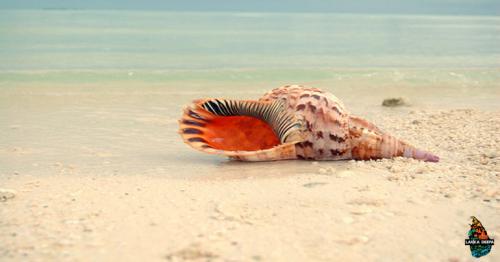 Observe Sea shells along Mount Lavinia beach, Sri Lanka