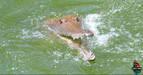 Man Goes Fishing In Crocodile-Infested Waters. Then This