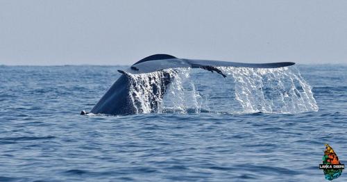 Watch worlds largest blue whales in Southern Sri Lanka – Mirissa