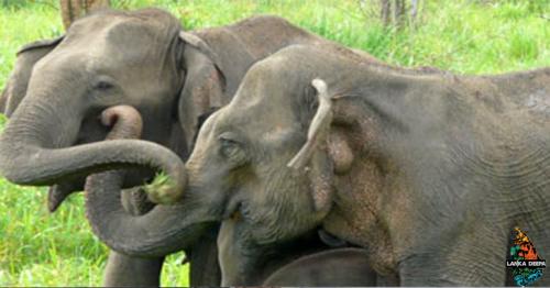 Wild Sri Lankan elephants retreat from sound of Asian honey bees 