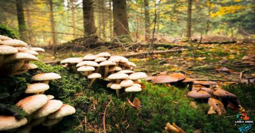 Mushrooms can help clean the world