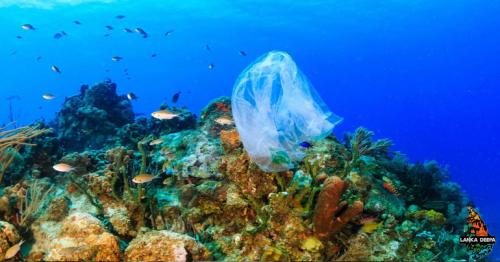 Plastics aren't just choking coral reefs, they're spreading disease, too.