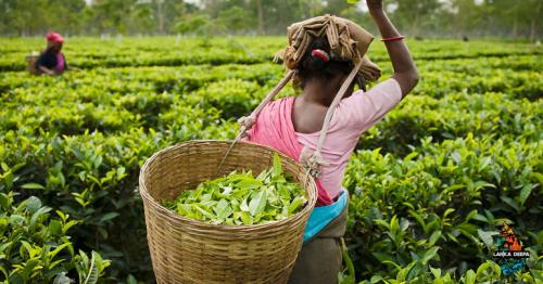 Tea Export Earnings Rise 26% In 2017