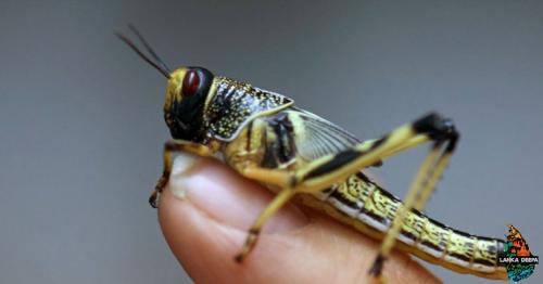 Plagues of locusts could strip Russia's World Cup pitches bare
