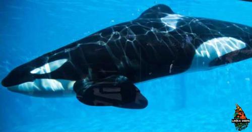  14-Year-Old Killer Whale In France Has Successfully Imitated Human Speech