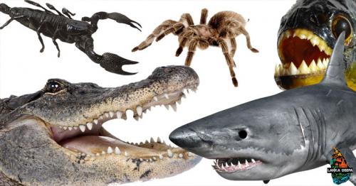 The 10 Most Dangerous Animals in the World