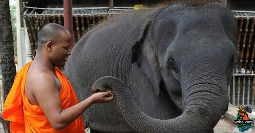 Sri Lanka elephant kills top Buddhist monk
