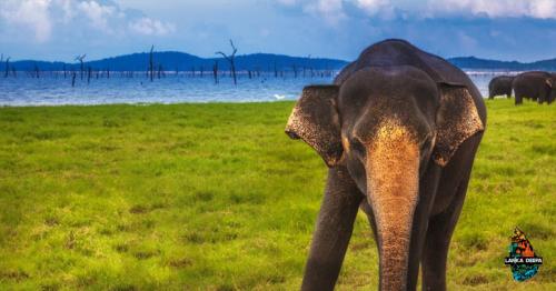 23 Reasons To Visit Sri Lanka