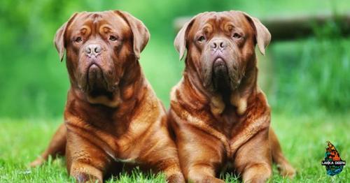 9 Of The World's Largest Dog Breeds