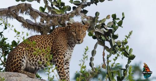 Spotting Leopards at Yala National Park: 10 Practical Tips