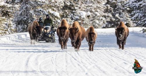Amazing Animal Encounters in Yellowstone National Park in Winter