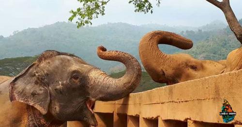 Watch As A Blind Elephant Meets Her New Herd