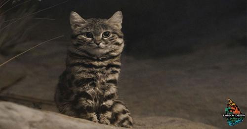 This Sweet-Looking Kitty is one of Africa's Deadliest cats