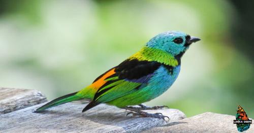 10 Most Beautiful Birds Around The World