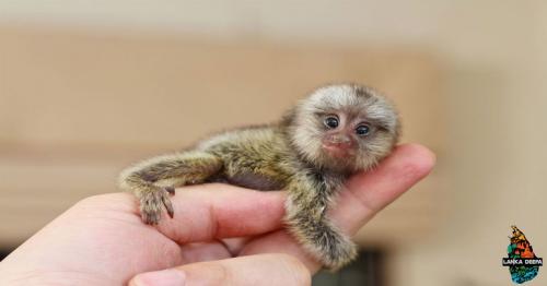 11 of the Smallest Mammals in the World