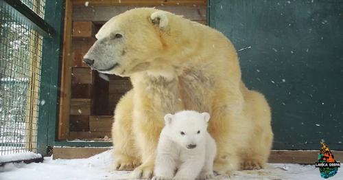 Say Hello to the First Polar Bear Cub Born in the U.k. In 25 Years