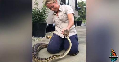 Woman Captures Massive Python After It Swallowed Family Cat