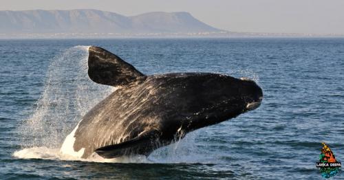 12 Best Locations to See Wild Whales