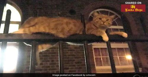  'Miracle' Cat Survives After It Was Found Impaled On Fence