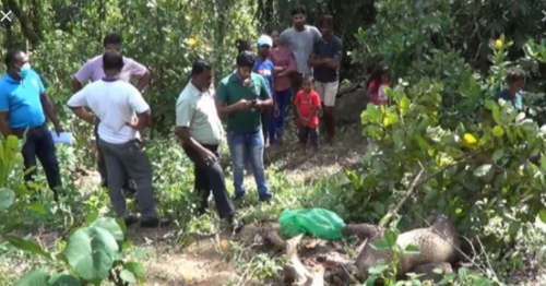 Wildlife officers discover carcass of a leopard killed in a snare in Galle